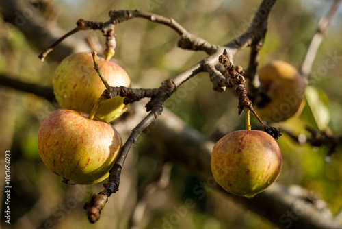 Apples on the tree in an orchard Fall or Autumn. Seasonal concept, Autumnal fruit, gardening , allotment, growing apple variet photo