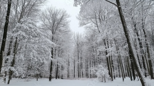 Snow-covered forest with tall trees laden with snow, creating a winter wonderland. Serene and captivating winter scenery.