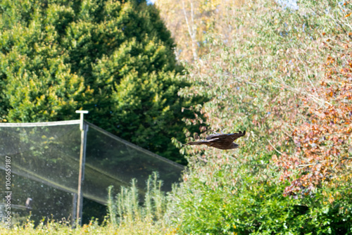 close-up of a black kite (Milvus migrans) in flight 