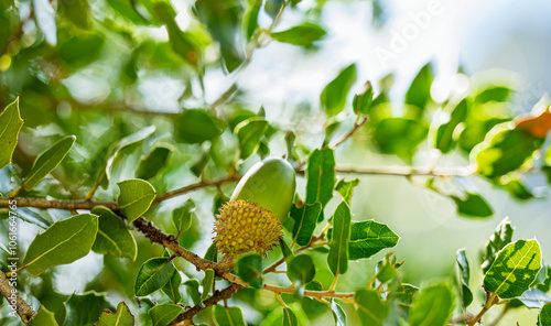 kermes oak with acorn