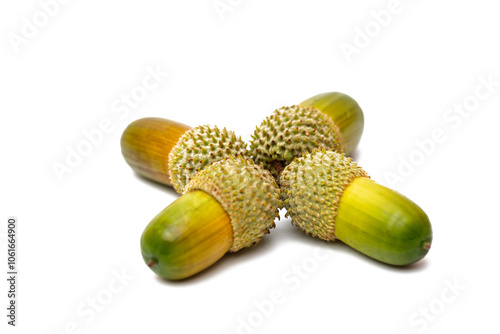 acorns of kermes oak isolated photo