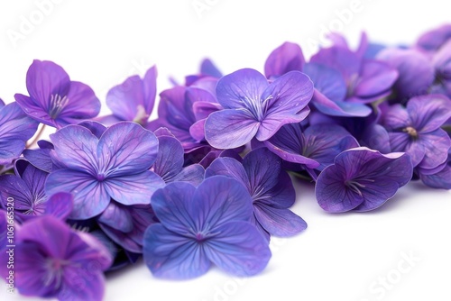 A detailed shot of a cluster of lavender blooms