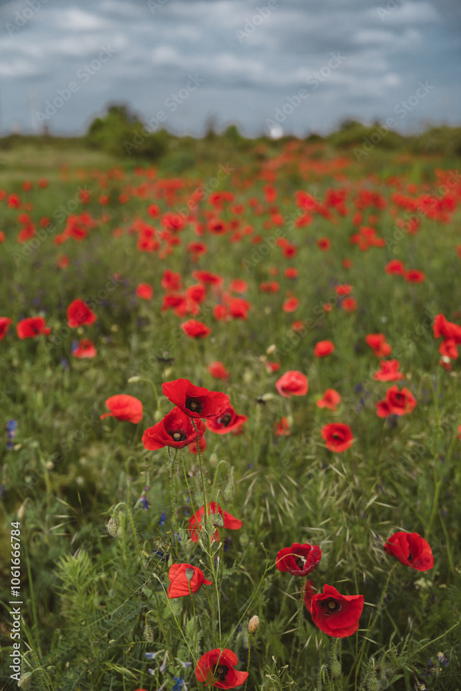Obraz premium Red poppies blooming in full season. Field of colorful flowers known as Papaver rhoeas.