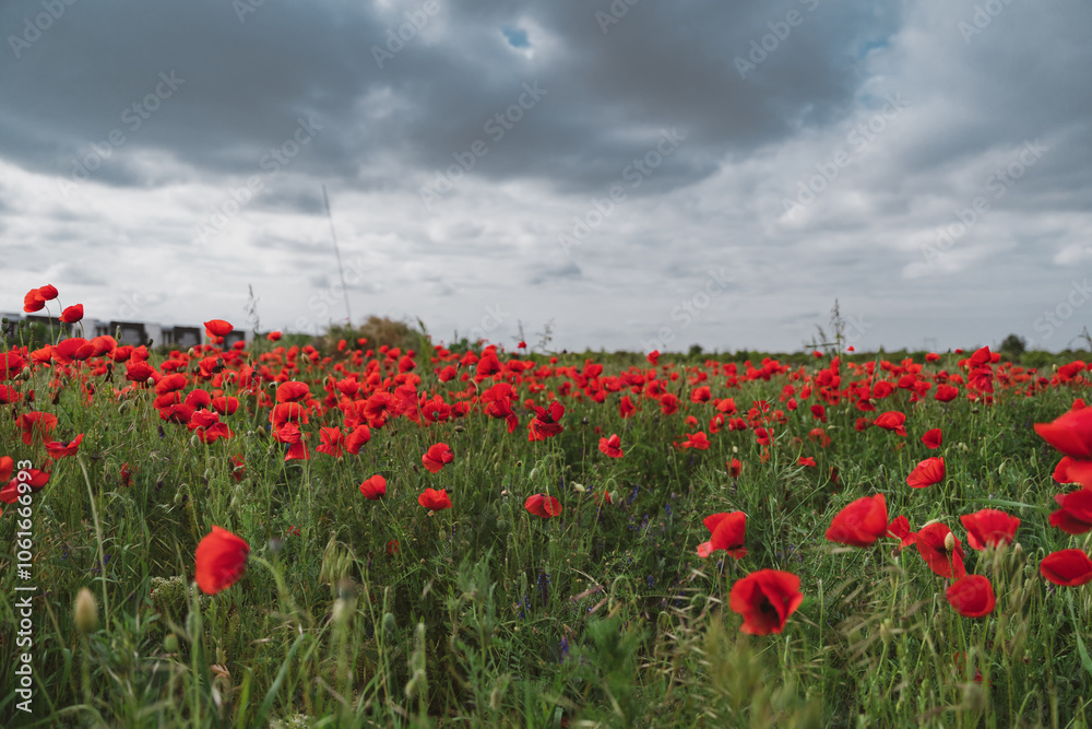 Fototapeta premium Red poppies blooming in full season. Field of colorful flowers known as Papaver rhoeas.