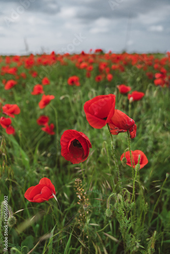 Red poppies blooming in full season. Field of colorful flowers known as Papaver rhoeas.