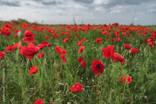 Red poppies blooming in full season. Field of colorful flowers known as Papaver rhoeas.