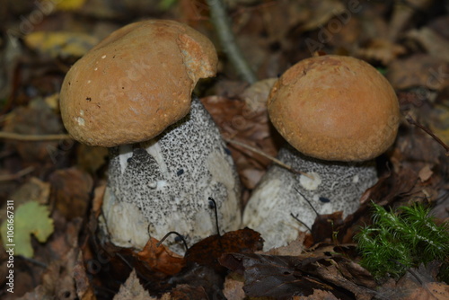 Two young boletuses with orange caps growing in the forest photo