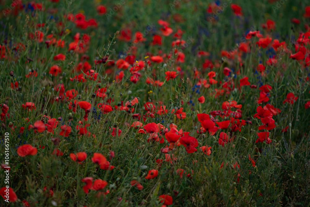 Fototapeta premium Red poppies blooming in full season. Field of colorful flowers known as Papaver rhoeas.