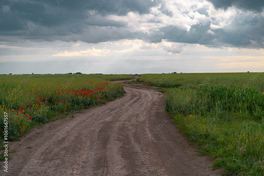 Field of blooming poppies at the edge of an agricultural road. Fairy tale landscape with colorful flowers on a deserted plain
