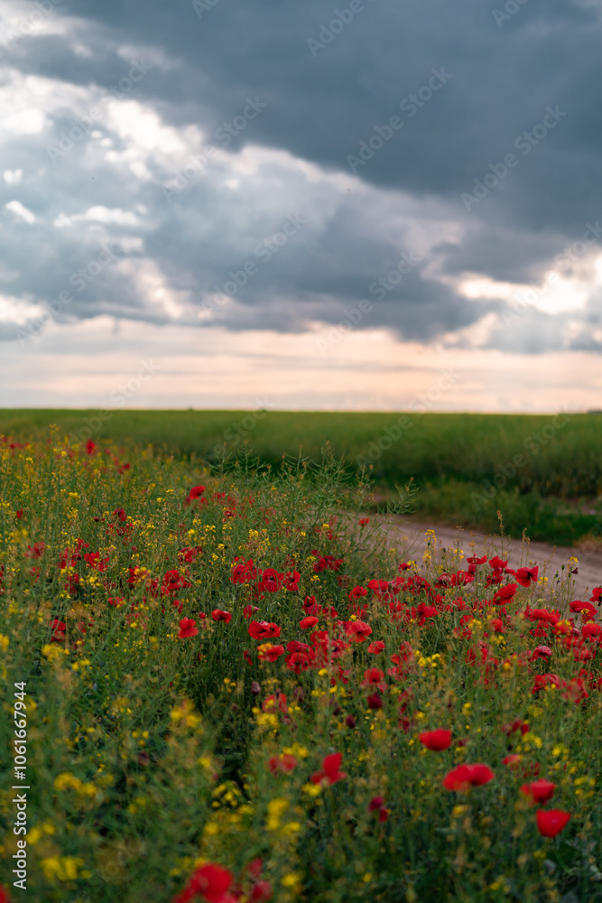 Field of blooming poppies at the edge of an agricultural road. Fairy tale landscape with colorful flowers on a deserted plain Field of blooming poppies at the edge of an agricultural road. Fairy tale landscape with colorful flowers on a deserted plain