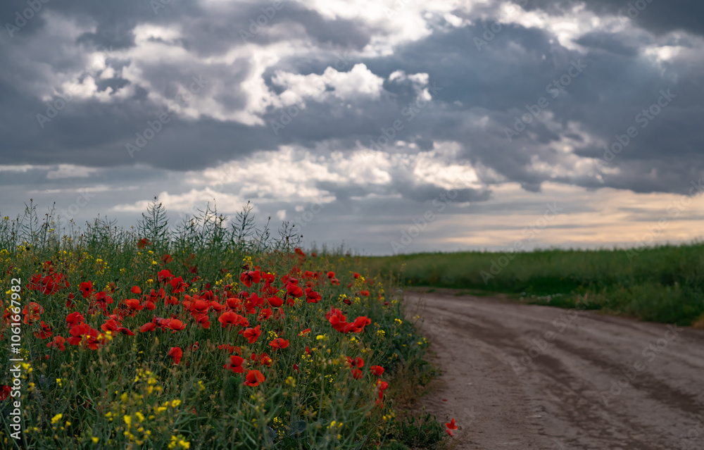 Field of blooming poppies at the edge of an agricultural road. Fairy tale landscape with colorful flowers on a deserted plain Field of blooming poppies at the edge of an agricultural road. Fairy tale landscape with colorful flowers on a deserted plain
