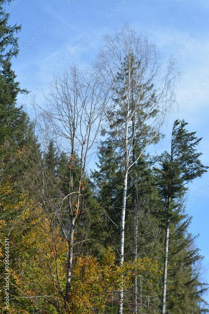 Tall birch and spruce trees in the forest in the mountains Tall birch and spruce trees in the forest in the mountains