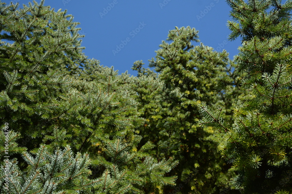 Green coniferous trees against a blue sky Green coniferous trees against a blue sky