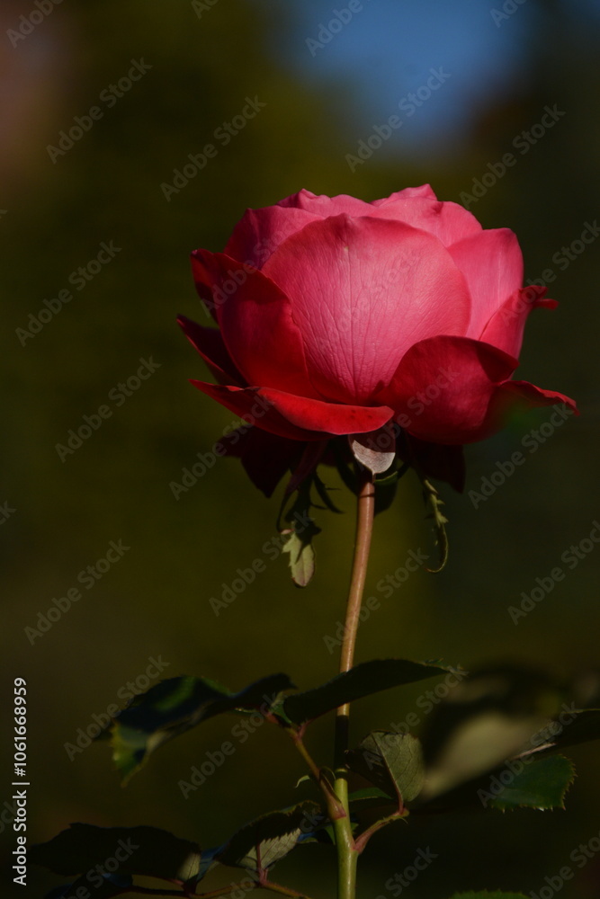 Beautiful pink rose on spring garden background
Beautiful pink rose on spring garden background