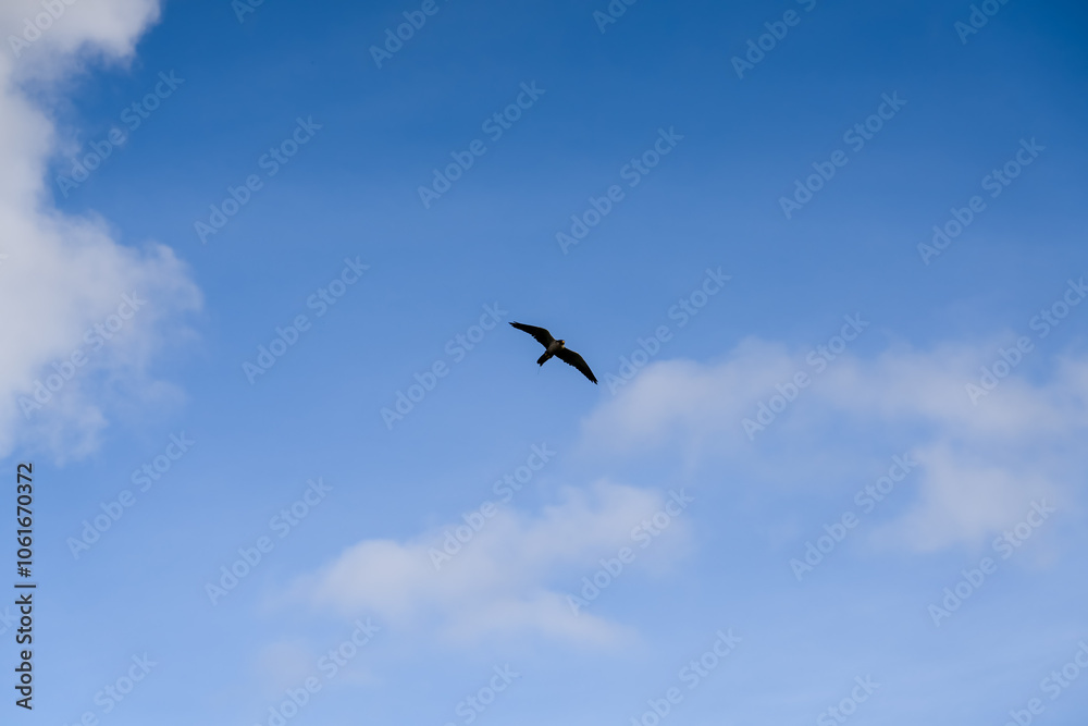 a peregrine falcon (Falco peregrinus, duck hawk) in flight a peregrine falcon (Falco peregrinus, duck hawk) in flight