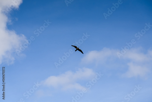 a peregrine falcon (Falco peregrinus, duck hawk) in flight