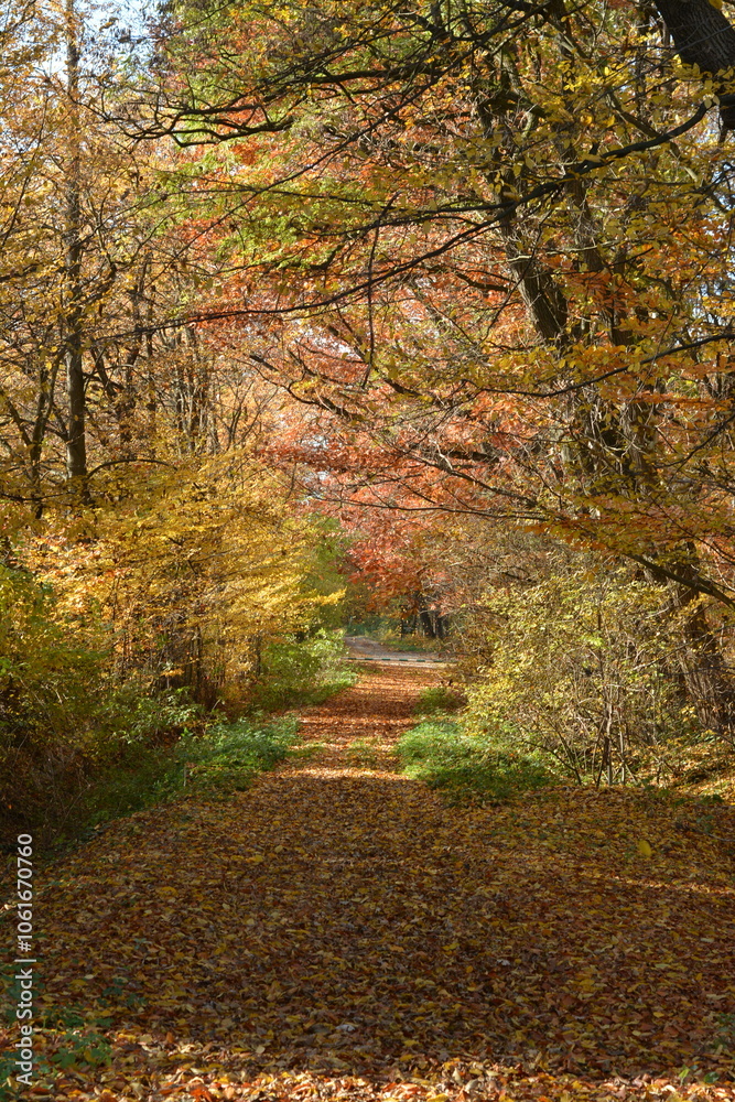 Forest road in fallen leaves. Tall trees with multi -colored leaves. Autumn Forest road in fallen leaves. Tall trees with multi -colored leaves. Autumn