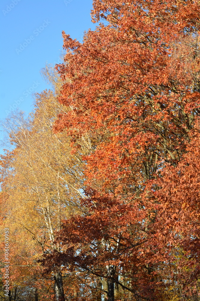Tall old trees with multi - colored leaves in the fall Tall old trees with multi - colored leaves in the fall