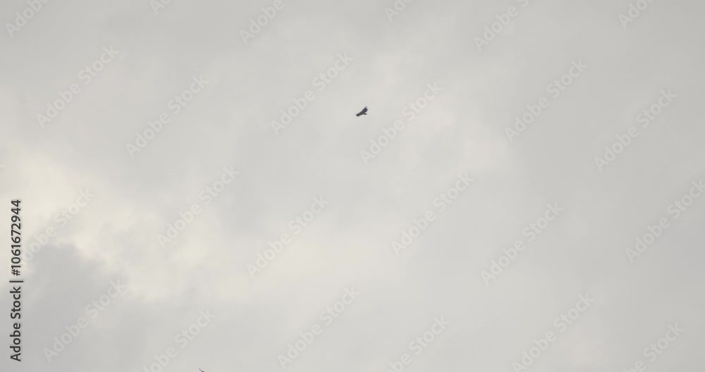 Eagles circle in the sky against the background of gloomy clouds. Slow motion Eagles circle in the sky against the background of gloomy clouds. Slow motion
