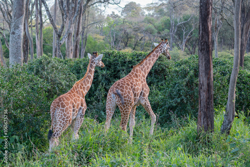 A giraffe - Giraffa camelopardalis - strolls across acacia, Giraffe Manor, Kenya