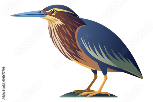  American bittern isolates on a white background.