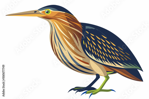  American bittern isolates on a white background.
