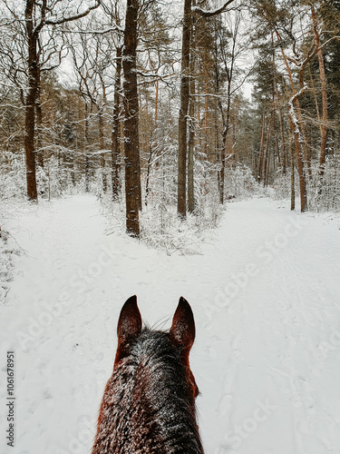 The ears of a horse, from the riders perspective, looking at the trail - snowy intersection in winter