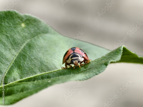 Coccinella transversalis beetle on chili leaves photo