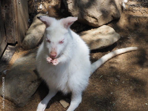 アルビノのベネットワラビーの赤ちゃん photo