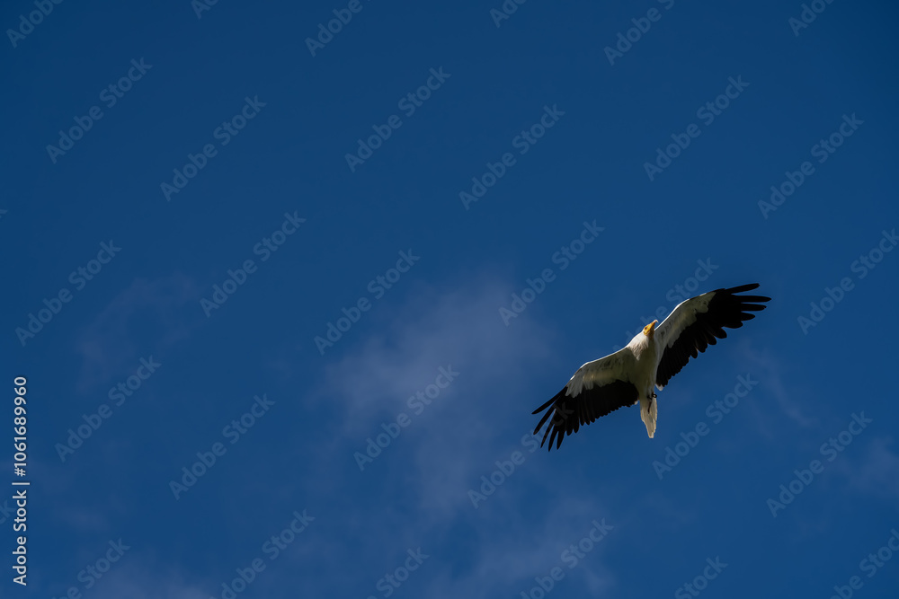 Close-up of Egyptian Vultures (Neophron percnopterus, Alimoche Común) in flight Close-up of Egyptian Vultures (Neophron percnopterus, Alimoche Común) in flight