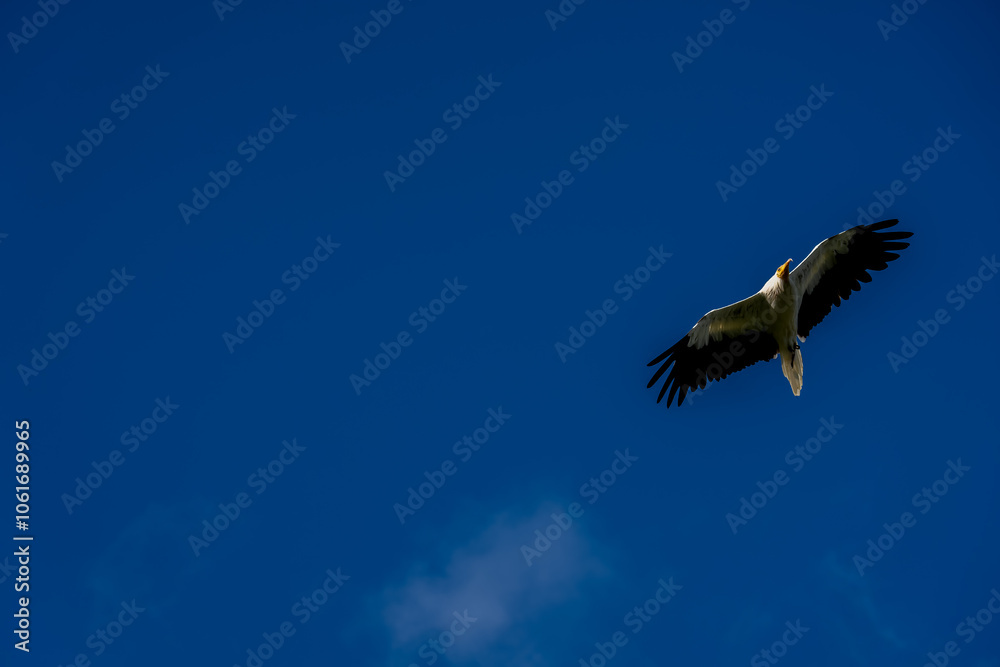 Fototapeta premium Close-up of Egyptian Vultures (Neophron percnopterus, Alimoche Común) in flight