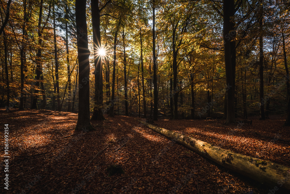Fototapeta premium GOLDEN AUTUMN IN THE FOREST - Dry yellowed leaves and an old trunk of a fallen tree in the rays of the sun in a colorful beech forest