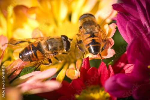 Closeup of a honey bee sitting on a azalee blossom at a sunny autumn day photo