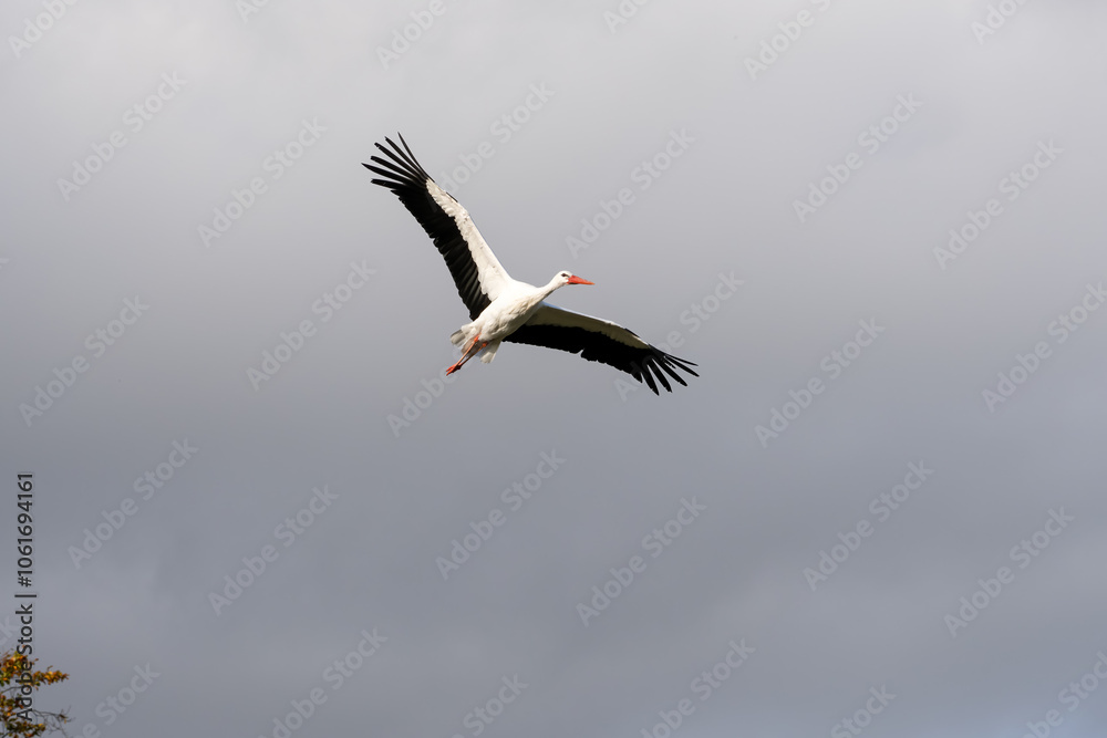a white stork (Ciconia ciconia) in flight a white stork (Ciconia ciconia) in flight