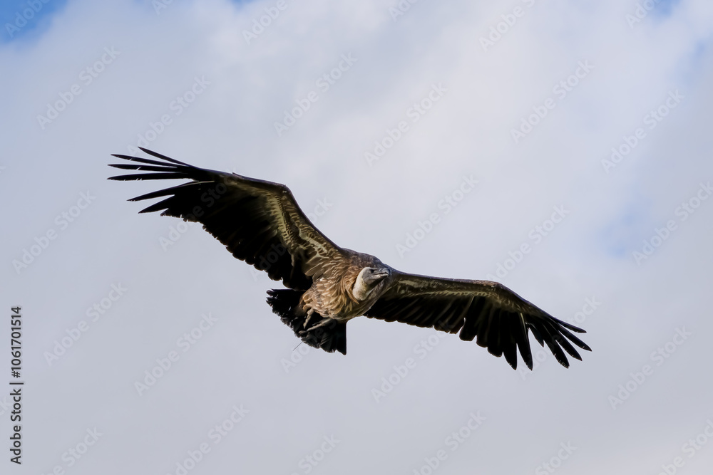 a Turkey vulture (Cathartes aura) in flight a Turkey vulture (Cathartes aura) in flight