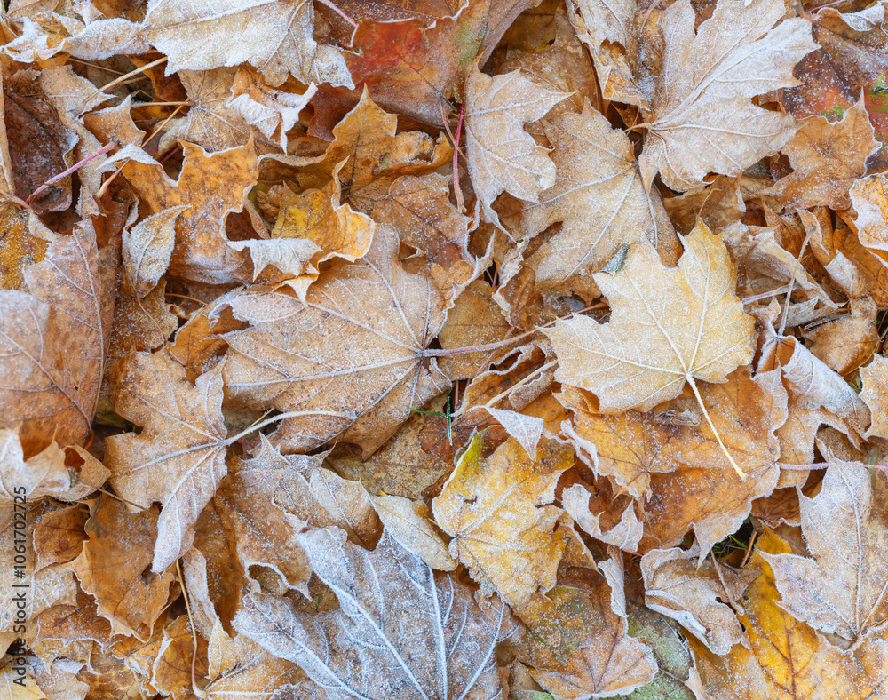 Carpet of frost-covered fallen leaves, autumn background, texture Carpet of frost-covered fallen leaves, autumn background, texture