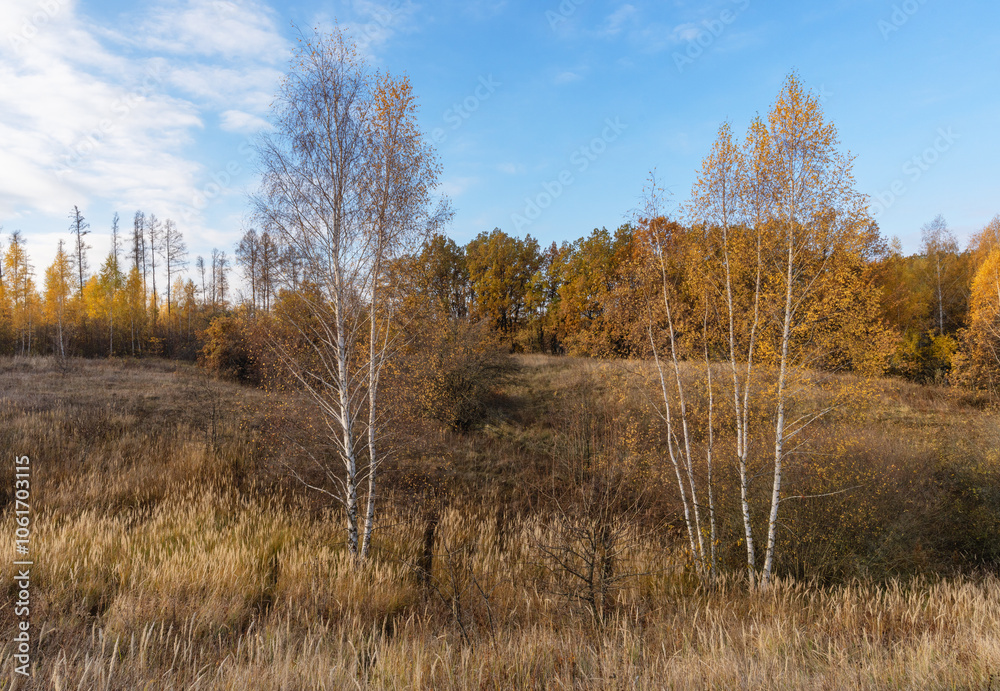 birch trees with leafless leaves on the background of an orange autumn forest birch trees with leafless leaves on the background of an orange autumn forest