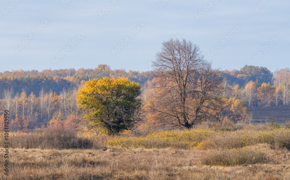 Trees with leafless leaves against a bleak autumn landscape Trees with leafless leaves against a bleak autumn landscape