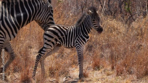 A 4K High Res clip of a baby zebra standing beside its mother inthe bushveld, drifting to sleep in the heat and attempting to nurse, capturing tender wildlife moments. Taken during a Safari Game Drive