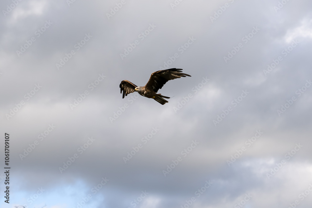 a black kite (Milvus migrans) in low-level flight a black kite (Milvus migrans) in low-level flight