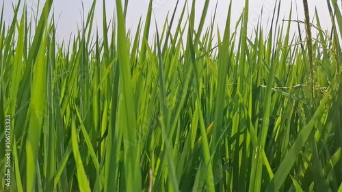 green grass on a white background