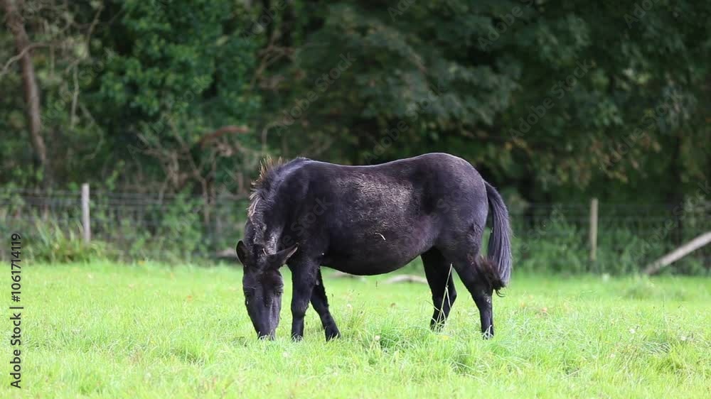 Black mule grazing in green grassy field whilst swishing tail during early autumn Black mule grazing in green grassy field whilst swishing tail during early autumn