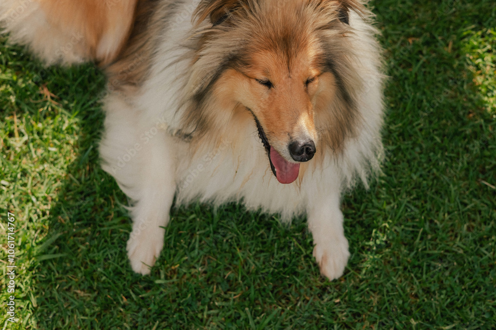 The dog is lying on the grass, top view. Pure Bred Dog on the World Dog Show. Friendship, walk, pets. Part of the series