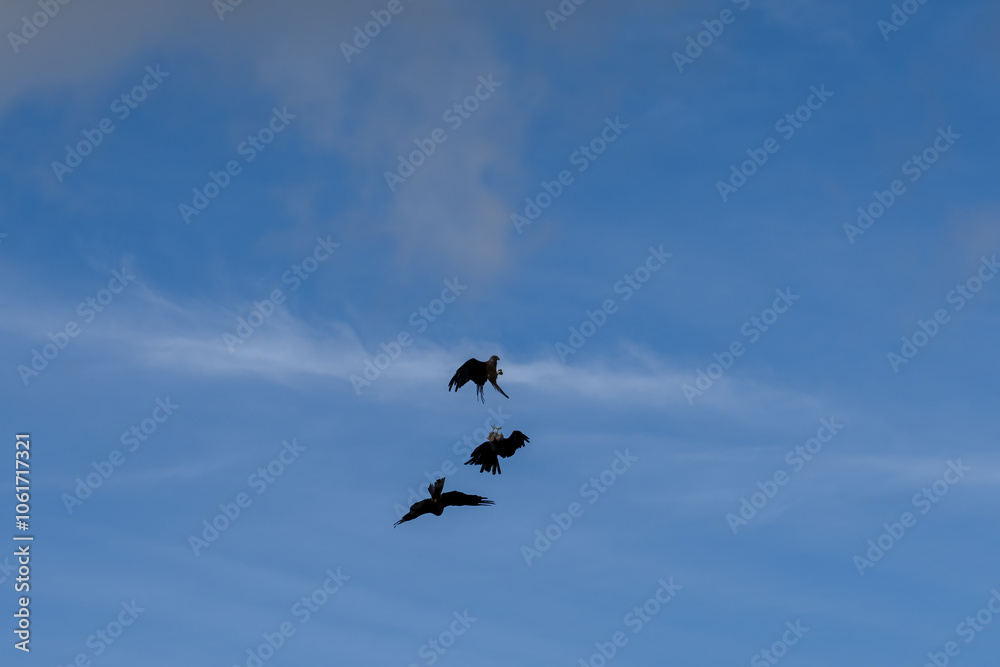 a soar of black kites (Milvus migrans) in low level flight a soar of black kites (Milvus migrans) in low level flight