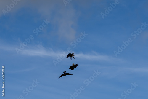 a soar of black kites (Milvus migrans) in low level flight 