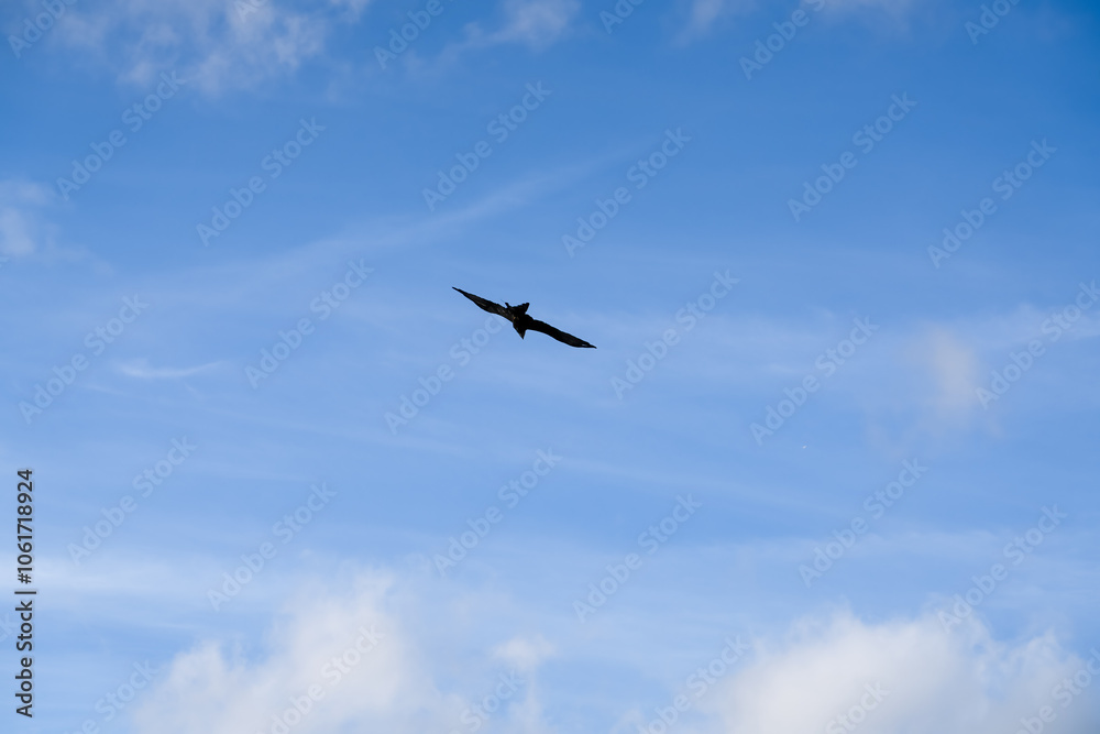 a black kite (Milvus migrans) in low-level flight a black kite (Milvus migrans) in low-level flight