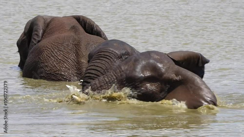 A 4K High Res clip of three elephants playfully sparring and fighting in the water at a drinking hole, capturing their energetic interactions behavior in the wild. During a Safari Game Drive