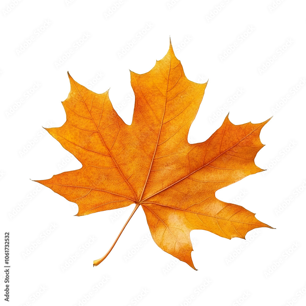 Vibrant orange red maple leaf, fall season PNG, cutout isolated on transparent background. Autumn leaves decoration graphic resource