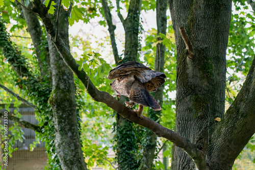close-up of a a european eagle owl (Bubo bubo)