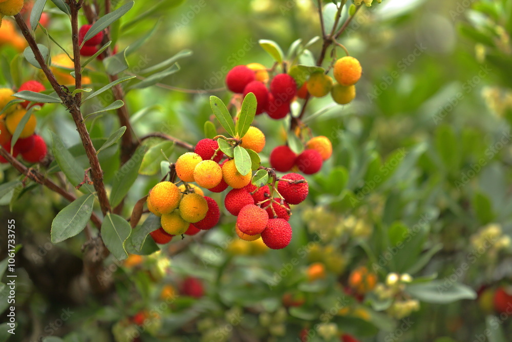Autumn Jewels of the Strawberry Tree Autumn Jewels of the Strawberry Tree